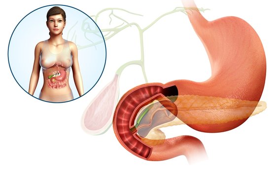 Gallbladder, duodenum and pancreas, illustration