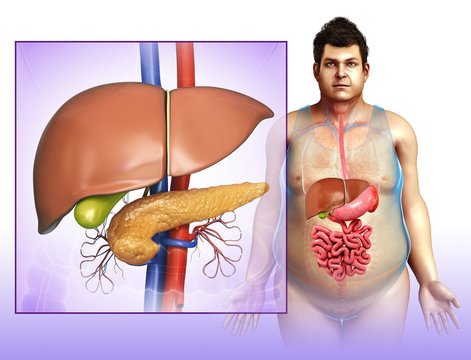 Liver and pancreas anatomy, illustration