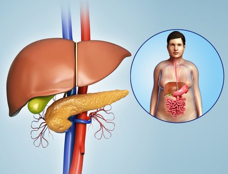 Liver and pancreas anatomy, illustration