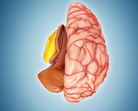 Illustration of anatomy of human brain and arteries