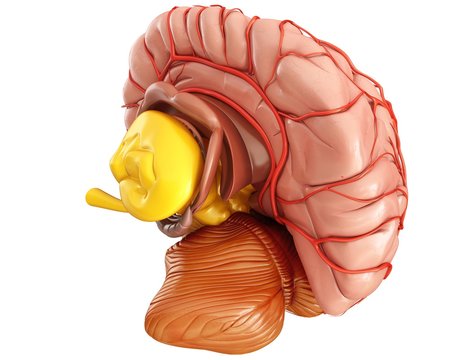 Close-up of human brain and arteries against white background