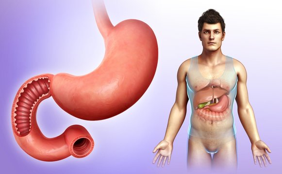 Male stomach and duodenum, illustration