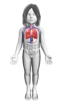 Child's heart-lung system, illustration