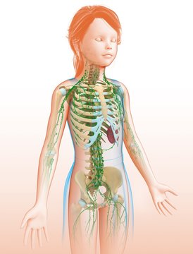 Child's lymphatic systems, illustration