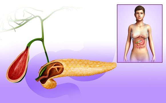 Gallbladder and pancreas, illustration