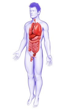 Male body organs, illustration