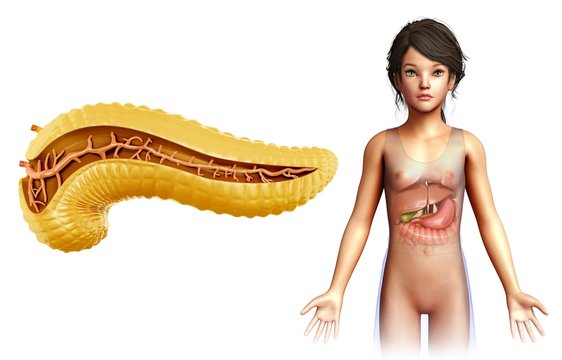 Child's pancreas, illustration