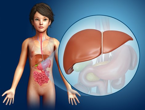 Child's liver, illustration