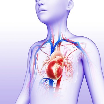 Illustration of boy's heart against a white background
