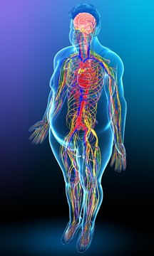 Illustration of male nervous system functioning on blue background