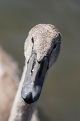 Jeune cygne