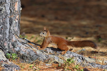 Sciurus vulgaris. Red squirrel in September on the Yamal Peninsula