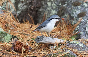 Sitta europaea. Nuthatch common close-up in the North of Siberia