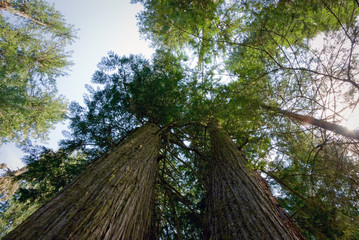 Virgin cedar forest in Northern Idaho © knowlesgallery