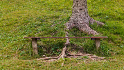 Close up view of a bench on a green meadow and one tree with visible roots behind. Slovenia, Europe.