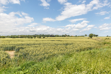 Fototapeta premium View of a wild meadow of the east of England in summer