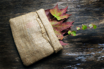 Hedera helix Varjomuratti Edera Hiedra Hera Murgröna Ivy Bršljan Bergflétta Lierre קיסוס...