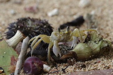 Crabe de plage