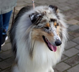 Colly dog, sheepdog show portrait close up