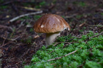 Mushroom in a forest