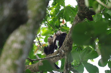 Famille de singes capucins