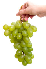 Brush of green grapes in the hand