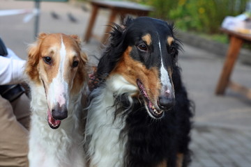 Russian borzoi pair close up faces, old hunting dog breed