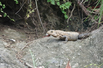 Iguane sur un rocher