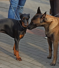 Belgian shepherd and doberman puppy funny communication on dog show