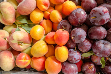 Fresh organic fruit. Saturn peaches, plumbs and apricots