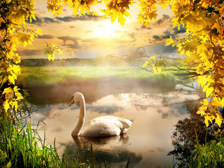 Naklejka na ściany i meble Swan in autumn