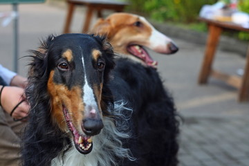 Amazing furry black and tan dog face of old huntung breed russian borzoi