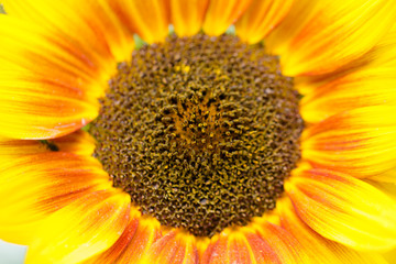 Obraz premium Macro Flowers