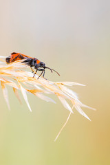 Firebug standing on grass