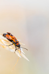Firebug standing on grass