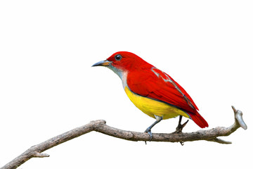 Colorful bird isolated on branch with white background, Red bird.