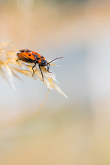 Firebug standing on grass