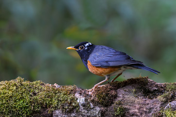 Black-breasted Thrush or Turdus dissimilis, beautiful bird standing on timber with green background, Thailand.