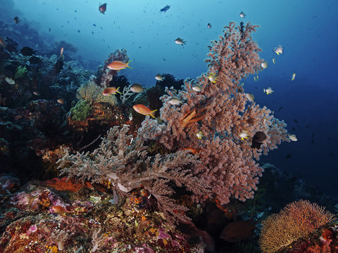 Fishes and corals in the tropical sea