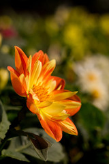 Fototapeta na wymiar Yellow flower dahlia for background.