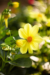 Obraz premium Yellow flower dahlia for background.