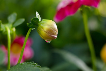 Yellow  flower dahlia for background.