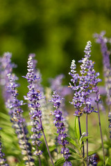 Purple levander on green background.