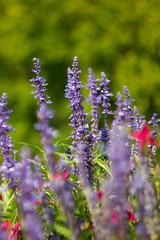 Obraz premium Purple flower for backround, levander.