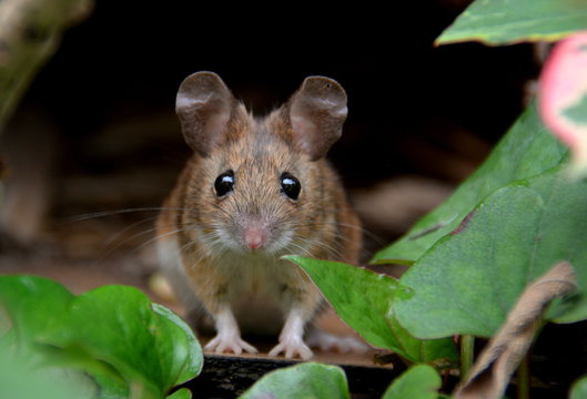 Waldmaus