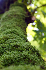 Green Bryophyta background