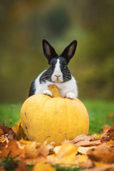 Little rabbit with pumpkin in autumn