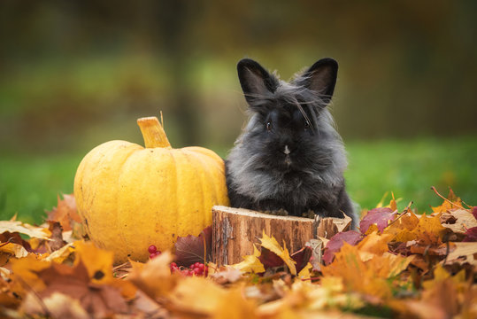 Little black rabbit with pumpkin in autumn