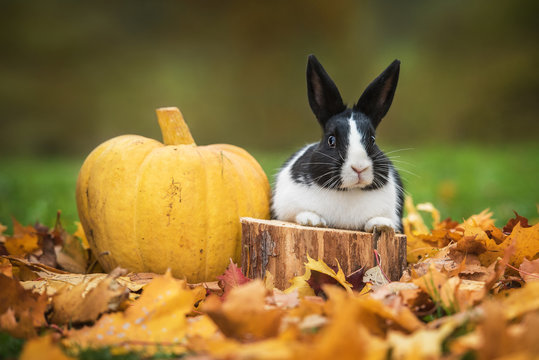 Little rabbit with pumpkin in autumn