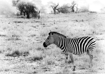 Fototapeta na wymiar Black and white image of a zebra in the arid area of South Africa